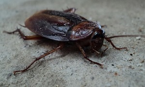 cockroach control fishers indiana