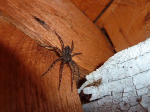 spider control fishers indiana