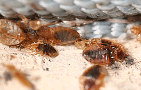 bed bug control fishers indiana