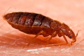 bed bug control fishers indiana