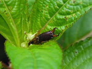 earwig control fishers indiana
