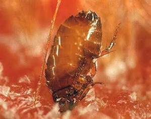 flea control fishers indiana