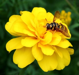 hornet control fishers indiana