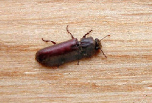 beetle control fishers indiana