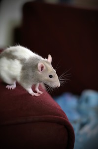 mice control fishers indiana