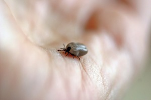tick control fishers indiana
