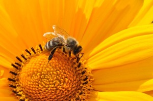 bee control fishers indiana
