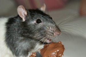 rat control fishers indiana
